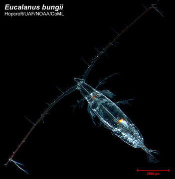 Image of Eucalanus Dana 1852