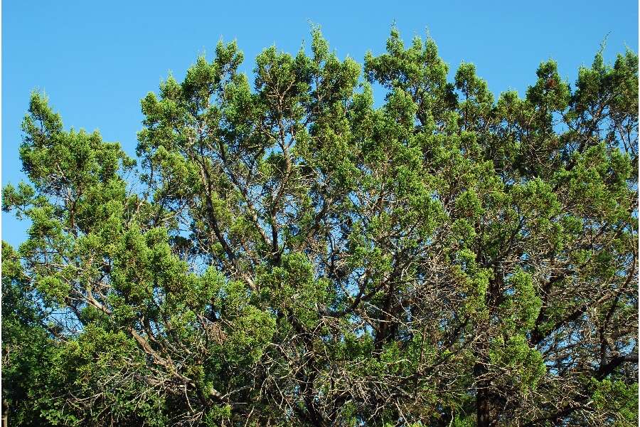 Sivun Juniperus ashei J. T. Buchholz kuva