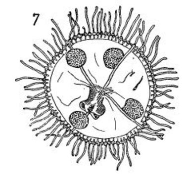 Image of bushy wineglass hydroids