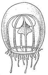 Image of Bythotiaridae Maas 1905