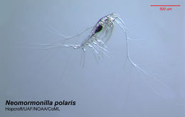Image of <i>Neomormonilla polaris</i> (Sars G. O. 1900)