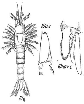 Image of <i>Amblyops abbreviata</i> (M. Sars 1869)