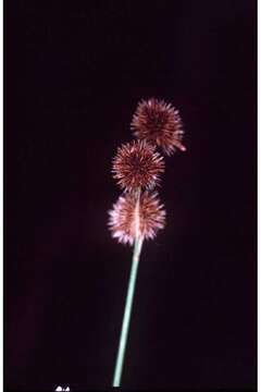 Juncus brachycarpus Engelm.的圖片