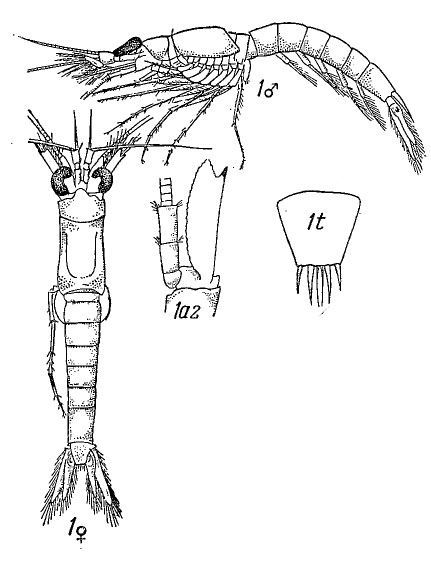 Image of <i>Erythrops erythrophthalma</i> (Goës 1863)