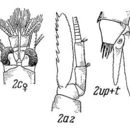 Image of <i>Erythrops serrata</i> (G. O. Sars 1863)