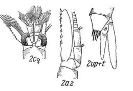 Plancia ëd <i>Erythrops serrata</i> (G. O. Sars 1863)