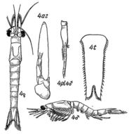 Image de Mysis Latreille 1802