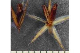 Imagem de Juncus bufonius L.