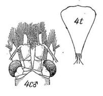 <i>Parerythrops obesa</i> (G. O. Sars 1864)的圖片