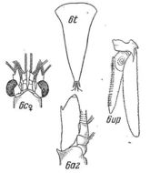 Image of <i>Meterythrops robusta</i> S. I. Smith 1879