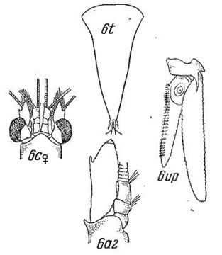 <i>Meterythrops robusta</i> S. I. Smith 1879 resmi