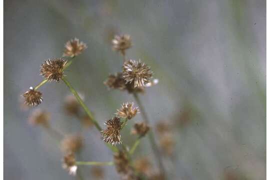 Juncus canadensis Gay resmi