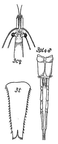 صورة Praunus Leach 1814