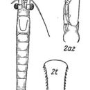 Image of Praunus inermis (Rathke 1843)