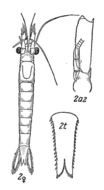 Image of Praunus inermis (Rathke 1843)