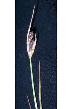 Juncus castaneus Sm. resmi