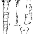 Image of Stilomysis grandis (Goës 1864)