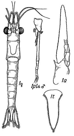 Image de Stilomysis Norman 1892