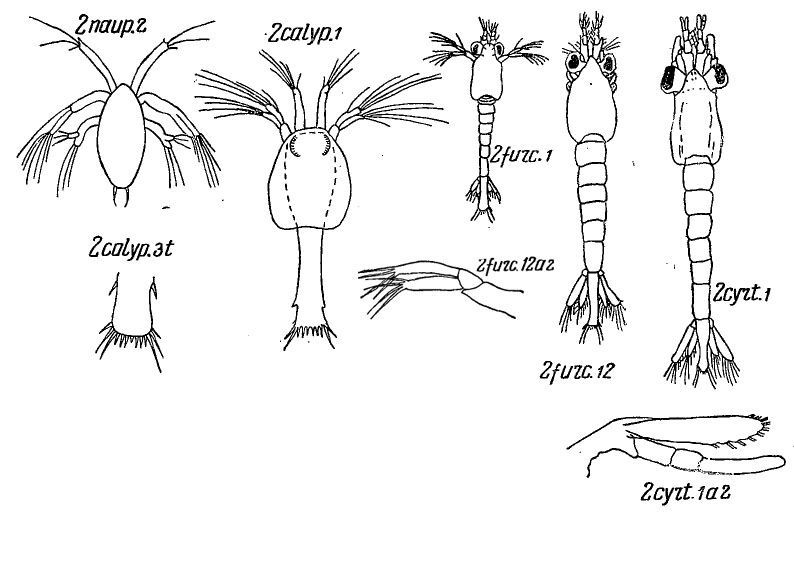 Image de Thysanoessa Brandt 1851