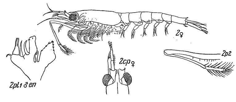 Image de Thysanoessa inermis (Krøyer 1846)