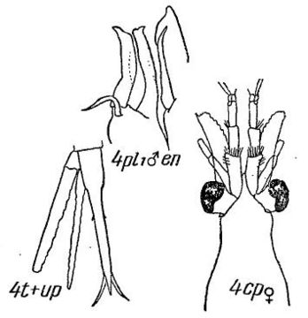 Thysanoessa longicaudata (Krøyer 1846) resmi