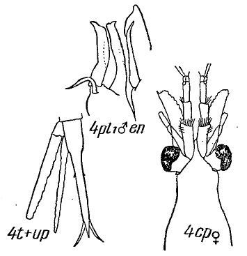 Image de Thysanoessa longicaudata (Krøyer 1846)