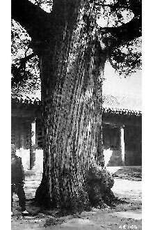 Juniperus chinensis L. resmi