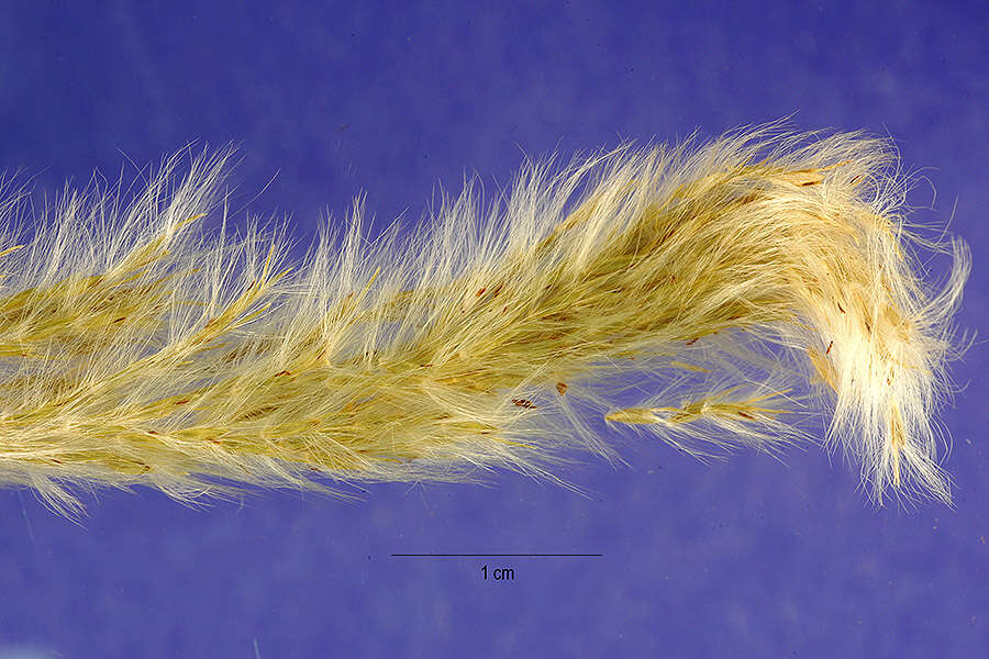 Image of awnless beardgrass
