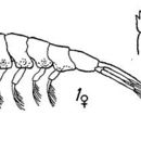 Image of Meganyctiphanes norvegica (M. Sars 1857)