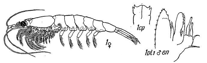 Image of Meganyctiphanes Holt & Tattersall 1905