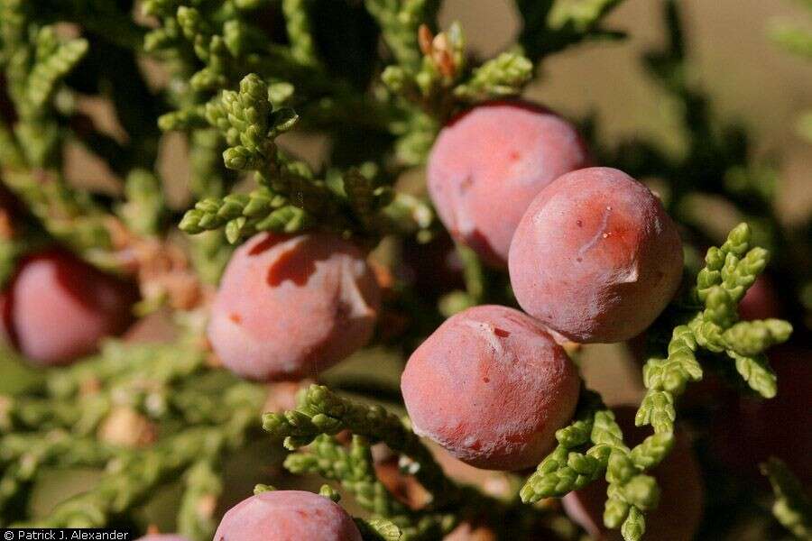 Image of redberry juniper