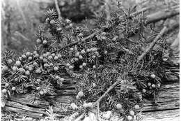 Image of Common Juniper