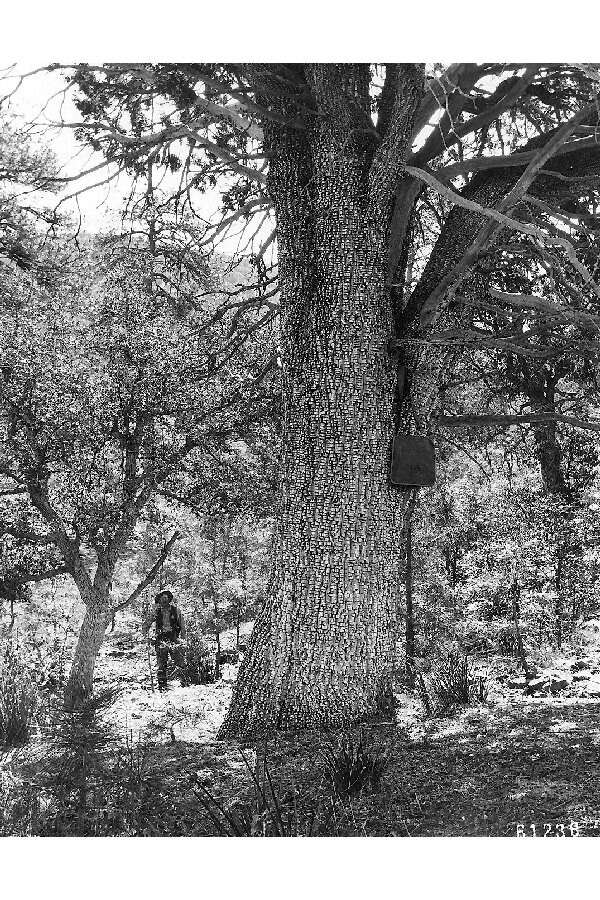 Sivun Juniperus deppeana Steud. kuva