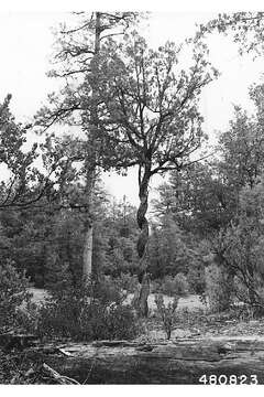 Imagem de Juniperus deppeana Steud.