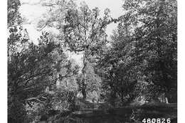 Juniperus deppeana Steud. resmi