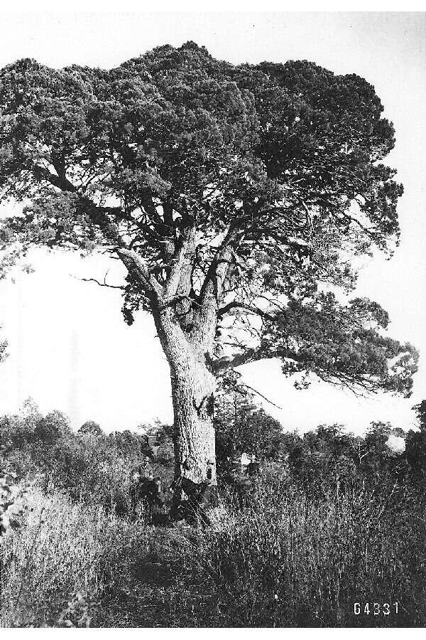 Imagem de Juniperus deppeana Steud.