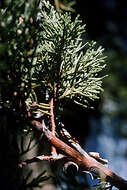 Imagem de Juniperus deppeana Steud.