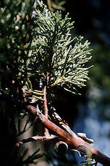 Juniperus deppeana Steud. resmi