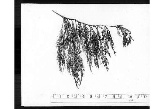 Juniperus flaccida Schltdl. resmi