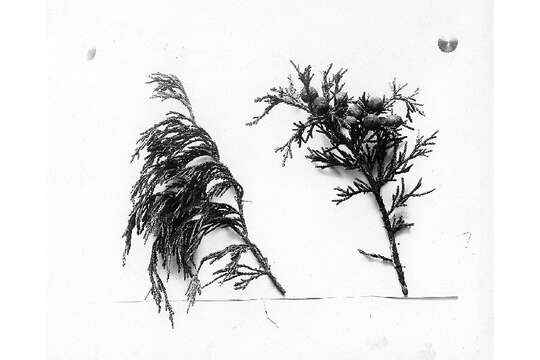 Juniperus flaccida Schltdl. resmi