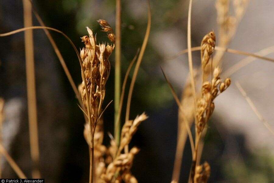 Image de Juncus interior Wiegand