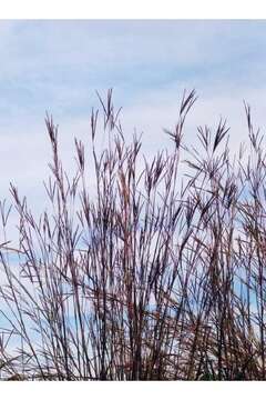 Imagem de Andropogon gerardii Vitman