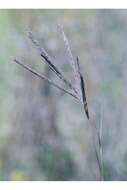 Image of big bluestem