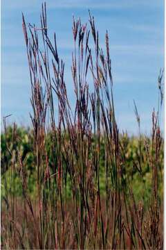 Imagem de Andropogon gerardii Vitman