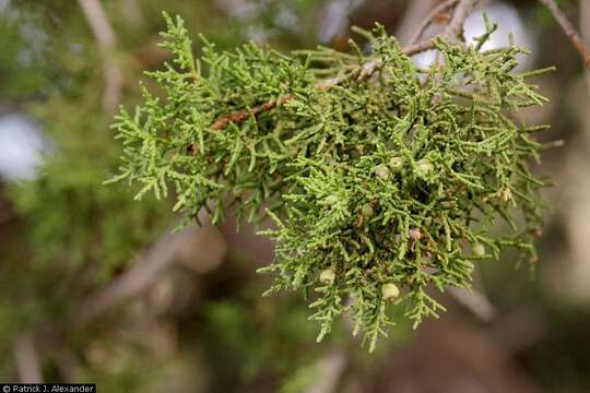 Juniperus monosperma (Engelm.) Sarg. resmi