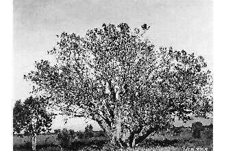 Image of oneseed juniper