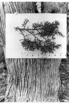 Juniperus monosperma (Engelm.) Sarg. resmi