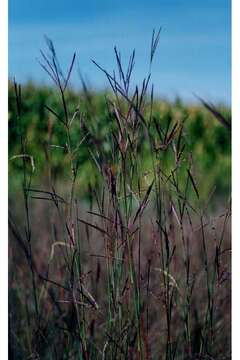 Image of big bluestem