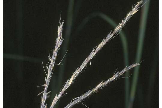 Image of big bluestem