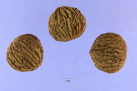 Image of black walnut